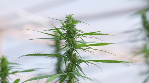 Primer Plano Las Plantas Cannabis Invernadero Mostrando Hojas Capullos Flores — Vídeos de Stock