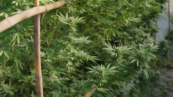 Close Das Plantas Cannabis Casa Verde Mostrando Folhas Botões Flores — Vídeo de Stock