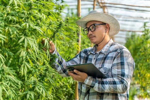 男性大麻种植者检查他的植物质量在他的环境控制的温室 替代医药的概念 免版税图库图片