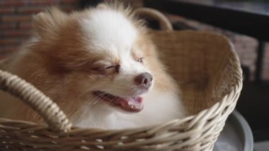 Beyaz ve kahverengi kürkü sepetin içinde uyuyan sevimli bir Pomeranian köpeğinin yüzünü kapat. 