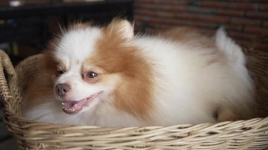Beyaz ve kahverengi kürkü sepetin içinde uyuyan sevimli bir Pomeranian köpeğinin yüzünü kapat. 