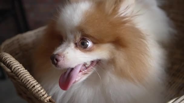 Närbild Söt Pommersk Hunds Ansikte Med Vit Och Brun Päls — Stockvideo
