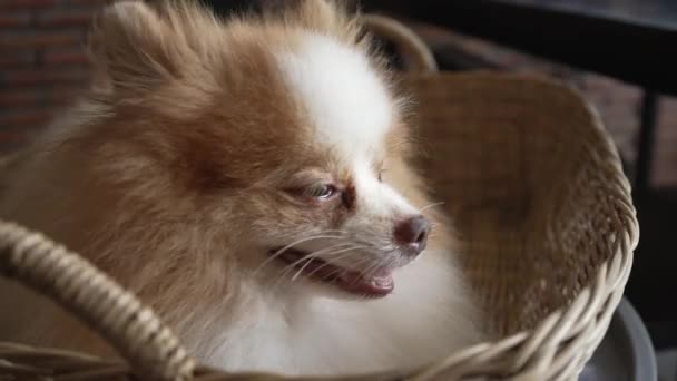 Närbild Söt Pommersk Hunds Ansikte Med Vit Och Brun Päls — Stockvideo