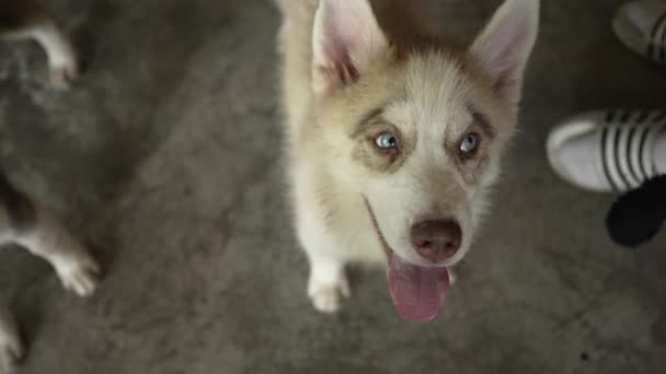 Close Van Een Schattig Husky Puppy Gezicht Kijken Naar Camera — Stockvideo
