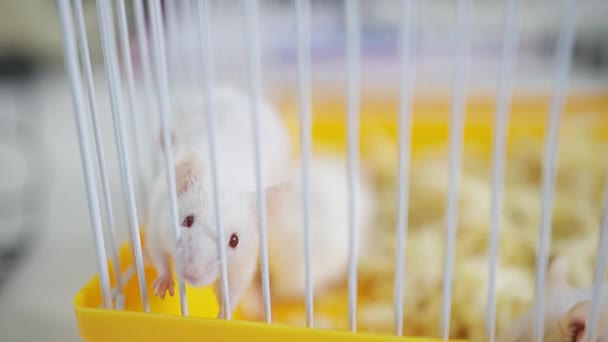 Close Small White Mice Lab Cage — Stockvideo