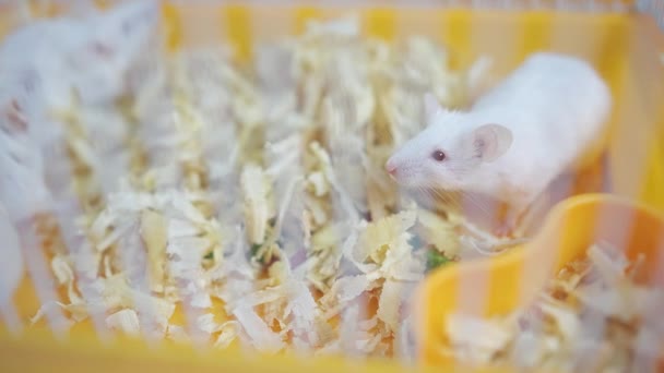 Close Small White Mice Lab Cage — Stock Video