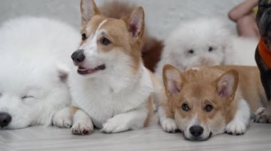 Group of different breeds of dogs sitting together waiting to be fed by the owner