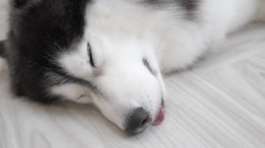 Close up face of a cute Siberian Husky dog laying down on the floor falling to sleep