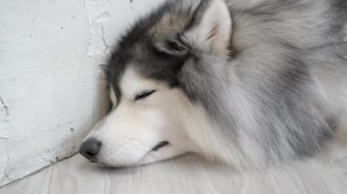 Close up face of a cute Siberian Husky dog laying down on the floor falling to sleep