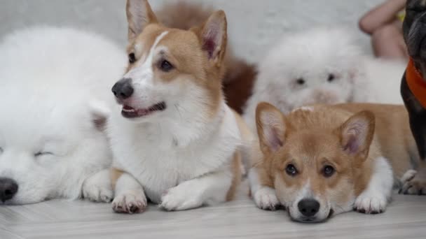 Group Different Breeds Dogs Sitting Together Waiting Fed Owner — Stockvideo