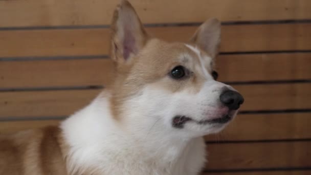 Close Face Cute Adorable Pembroke Welsh Corgi Dog — Stockvideo