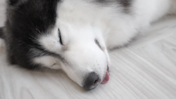 Close Face Cute Siberian Husky Dog Laying Floor Falling Sleep — Stockvideo