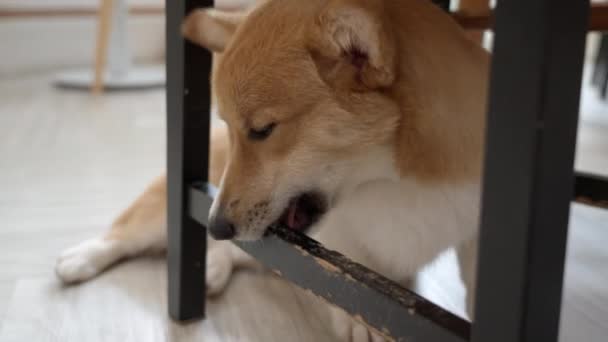 Cute Pembroke Welsh Corgi Dog Biting Chair Leg — 비디오