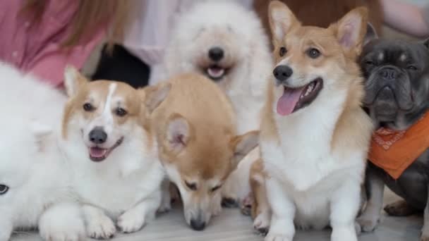 Group Different Breeds Dogs Sitting Together Waiting Fed Owner — Stockvideo