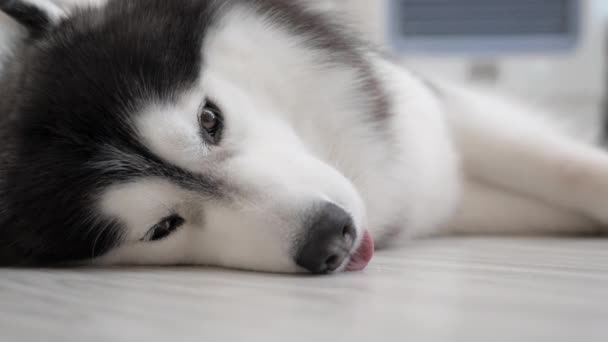 Close Face Cute Siberian Husky Dog Laying Floor Falling Sleep — Vídeo de Stock