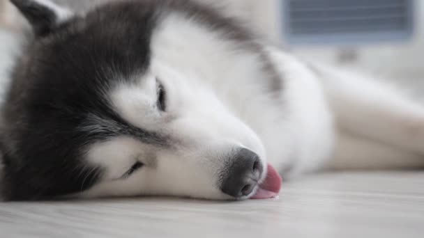 Close Face Cute Siberian Husky Dog Laying Floor Falling Sleep — Stockvideo