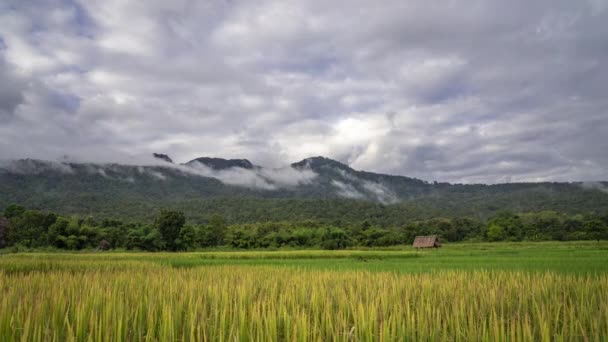 Tijdsverloop Van Bewegende Wolken Bergen Rijstveld Bij Huay Thung Tao — Stockvideo
