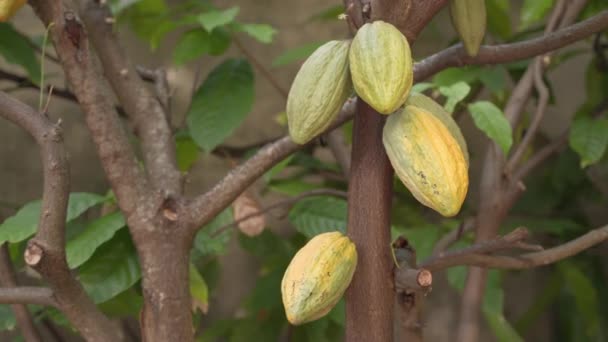 Frutos Cacao Colgando Árbol — Vídeo de stock