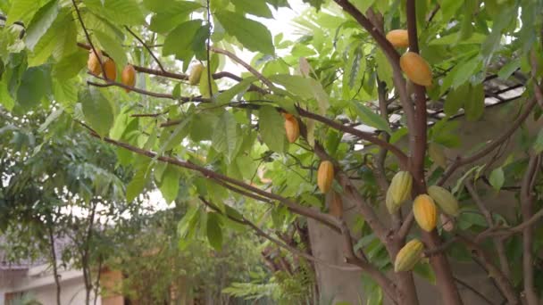 Fruits Cacao Suspendus Sur Son Arbre — Video