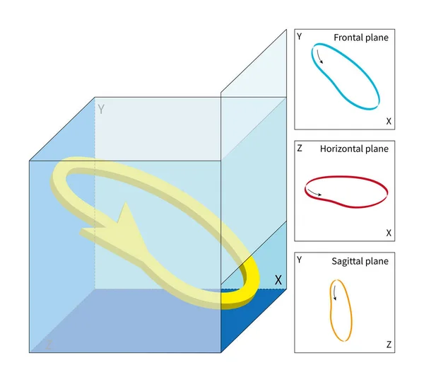 Coração Órgão Tridimensional Tridimensional Sua Atividade Elétrica Tem Características Espaço — Fotografia de Stock