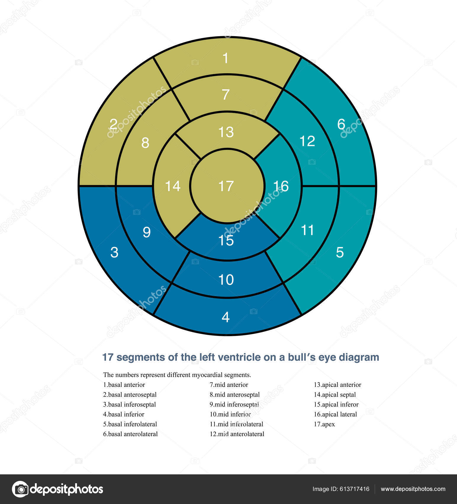 Imaging Medicine Left Ventricle Can Divided Segments Which