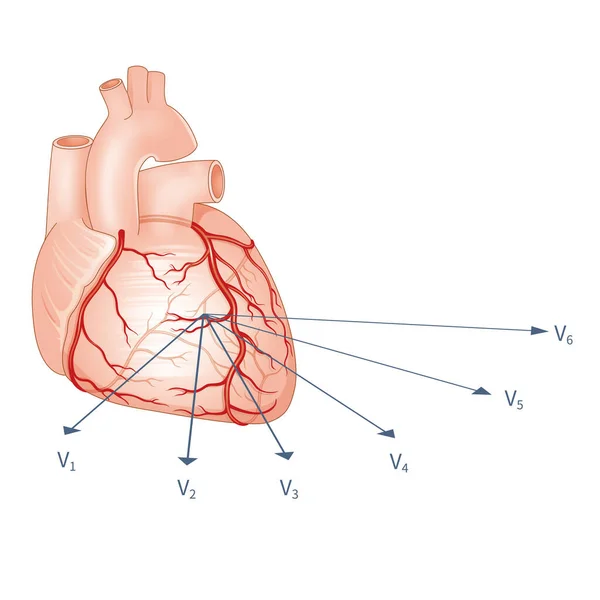 Conventionele Lood Ecg Borst Lood Systeem Vertegenwoordigt Elektrische Activiteit Het — Stockfoto