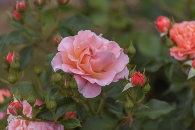 Melez çayı, büyük pembe çiçekli, güçlü uzun saplı ve koyu yeşil yapraklı Marie Curie. Parklar, bahçeler, buketler ve dekorasyon için seçilmiş zarif güller. Kapat.