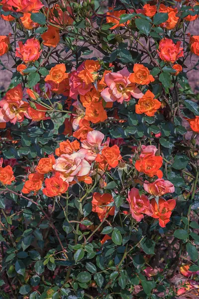 Rose Gallica Pumila Sortes Sélectionnées Roses Exquises Pour Les Parcs — Photo