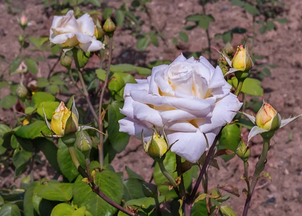 Rose Folle Courtisane Tipos Selecionados Rosas Requintadas Para Parques Jardins — Fotografia de Stock