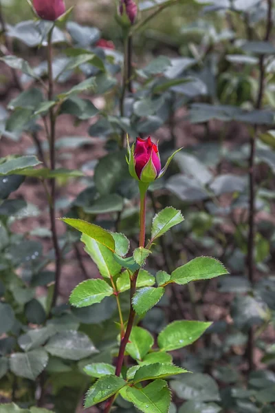 Rose Pioneer Tipi Selezionati Rose Squisite Parchi Giardini Concetto Parco — Foto Stock