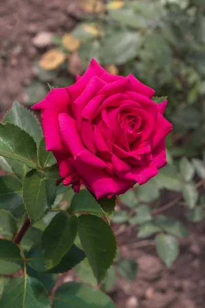 Роуз Пионер Избранные Сорта Изысканных Роз Парков Садов Концепция Ландшафтного — стоковое фото