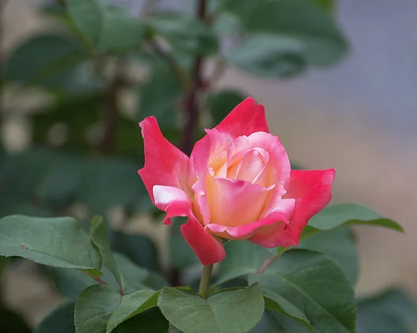 Rosa Ibrida Laetitia Casta Tipi Selezionati Rose Squisite Parchi Giardini — Foto Stock