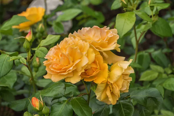 Rosa Ambra Ros Tantaus Con Fiori Doppi Caldi Giallo Ambra — Foto Stock