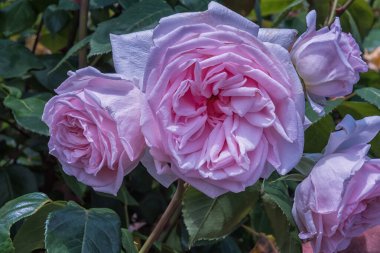 Rose Robert Schumann. Parklar ve bahçeler için seçilmiş zarif güller. Peyzaj tasarımı parkı konsepti. Yaz manzarası