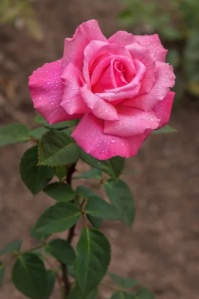 Розовый Розовый Джин Избранные Сорта Изысканных Роз Парков Садов Концепция — стоковое фото