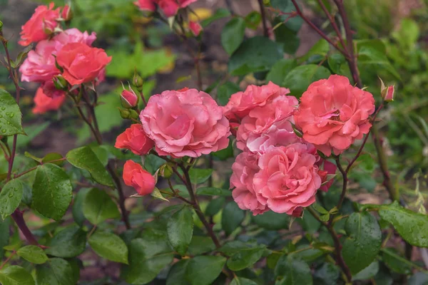 Rose Herfordia Tipos Selecionados Rosas Requintadas Para Parques Jardins Projeto — Fotografia de Stock