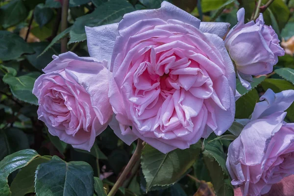 Rose Robert Schumann. Parklar ve bahçeler için seçilmiş zarif güller. Peyzaj tasarımı parkı konsepti. Yaz manzarası