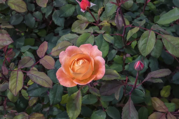 Rose Lady Emma Hamilton Tipos Seleccionados Rosas Exquisitas Para Parques —  Fotos de Stock