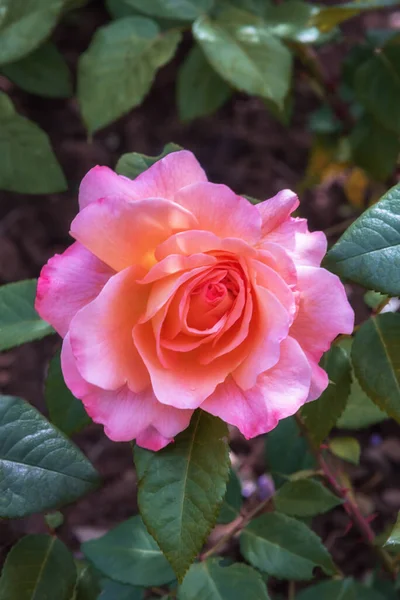 Rose Augusta Luise Vybrané Druhy Nádherných Růží Pro Parky Zahrady — Stock fotografie