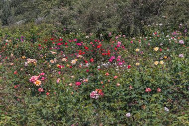 Parklar, bahçeler, yataklar, sınırlar ve dekorasyon için seçkin güller. Yaz manzarası