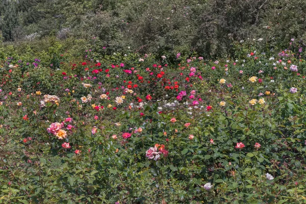 Tipi Selezionati Rose Squisite Parchi Giardini Letti Bordi Decorazioni Paesaggio — Foto Stock