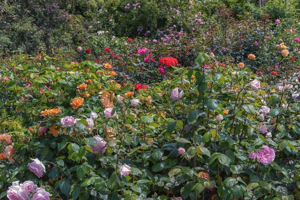 Ausgewählte Sorten Erlesener Rosen Für Parks Gärten Beete Bordüren Dekoration Stockbild