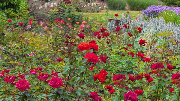 Розарий Германии Избранные Сорта Изысканных Роз Парков Садов Кроватей Границ — стоковое фото