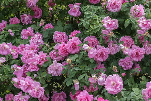 Rosarium Sangerhausen in Germany. Selected sorts of exquisite roses for parks, gardens, beds, borders, decoration. Summer landscape