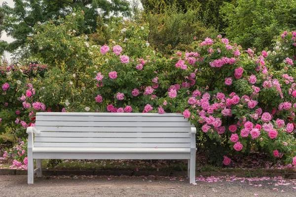 Almanya 'da Rosarium. Parklar, bahçeler, yataklar, sınırlar ve dekorasyon için seçkin güller. Yaz manzarası