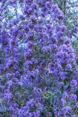 Buddleja davidii 'Mongo', Nanho Blue. Parklar, bahçeler, yataklar, sınırlar, dekorasyon için çiçekli bitkiler Yaz manzarası