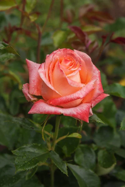Rose Joyeux Versaire Россангере Германии Избранные Сорта Изысканных Роз Парков — стоковое фото