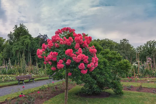 Almanya 'da Rosarium Sangerhausen Parkı. Parklar, bahçeler, yataklar, sınırlar ve dekorasyon için seçkin güller. Yaz manzarası
