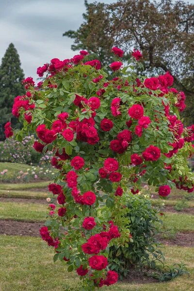 Almanya 'da Rosarium Sangerhausen. Parklar, bahçeler, yataklar, sınırlar ve dekorasyon için seçkin güller. Yaz manzarası