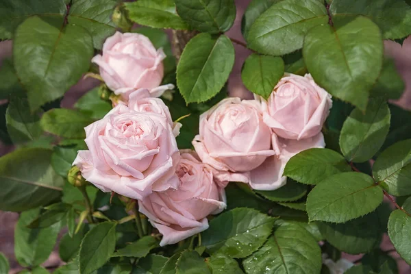 Rose Madeleine Faivre. Parklar, bahçeler, yataklar, sınırlar ve dekorasyon için seçkin güller. Yaz manzarası